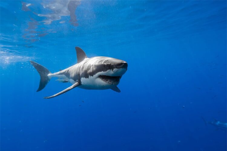 Ngắm nhìn chú cá mập trắng với hàng trăm vết sẹo trên mình