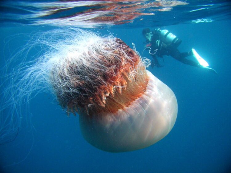 Con sứa biển sâu khổng lồ đầy ma mị đã được ghi hình ở ở độ sâu gần 1.000m