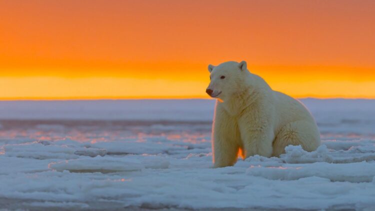 Gấu trắng Bắc Cực là loài động vật sinh sống trên lãnh thổ của năm quốc gia trên thế giới