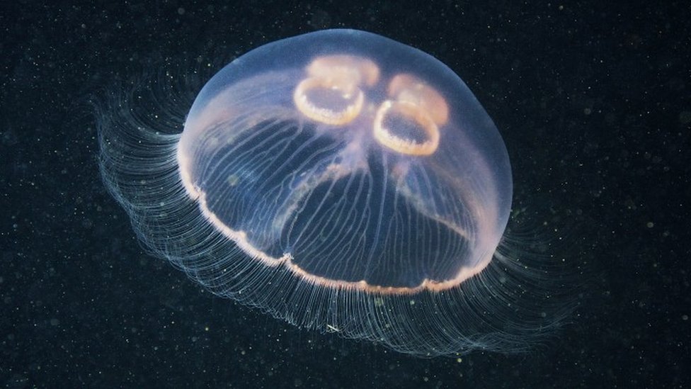 Tìm hiểu chung về loài sứa