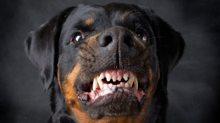 Một loài chó hung dữ nổi tiếng trên thế giới với kích thước được gọi là “khổng lồ”