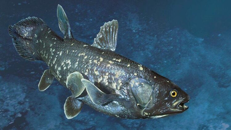 Cá quân sở hữu gene sống thọ tới 200 năm tuổi