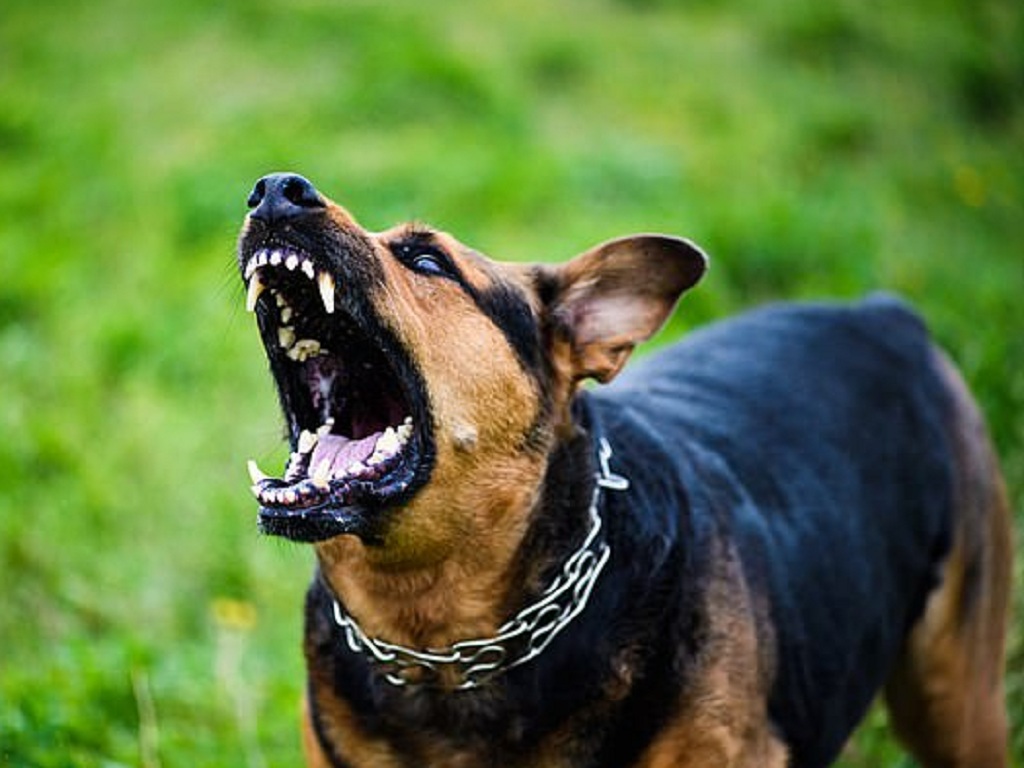 Chó Husky, được xem là có ngoại hình và hành vi giống với tổ tiên của chúng là loài chó sói