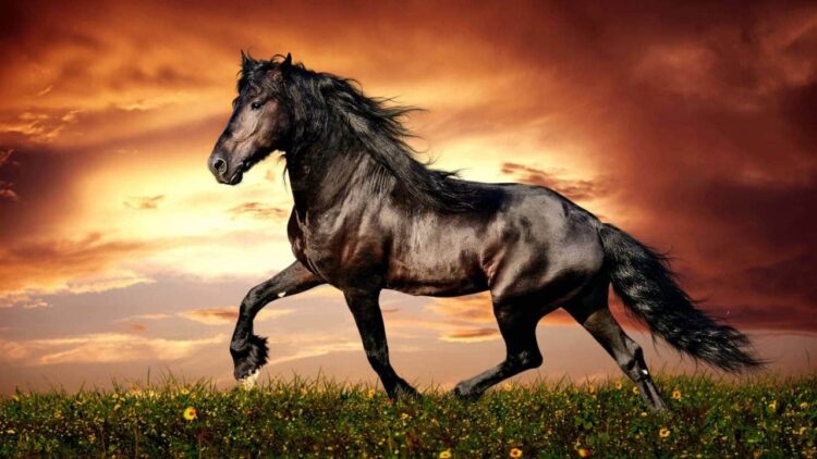 Ngựa Mustang là hậu duệ của những con ngựa Tây Ban Nha