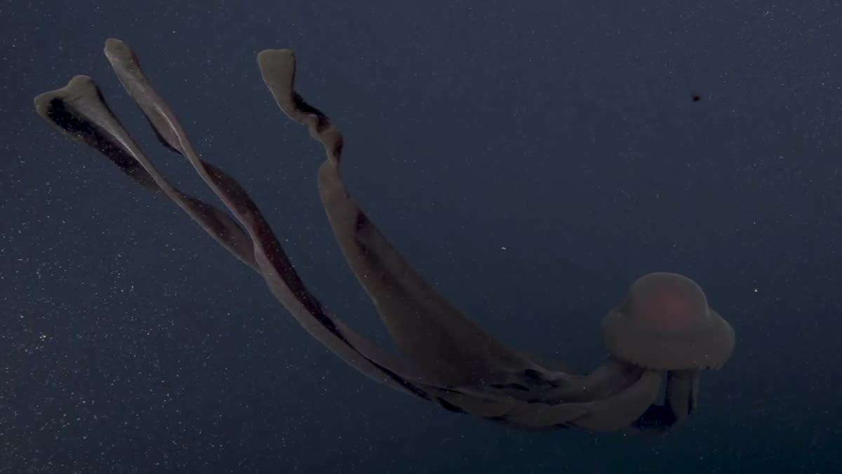 Khi sứa kiếm ăn những xúc tu độc của loài sứa này sẽ được bung tỏa ra mọi hướng