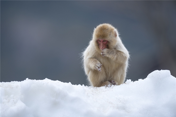 Khỉ tuyết sống ở một trong những khu vực lạnh nhất thế giới