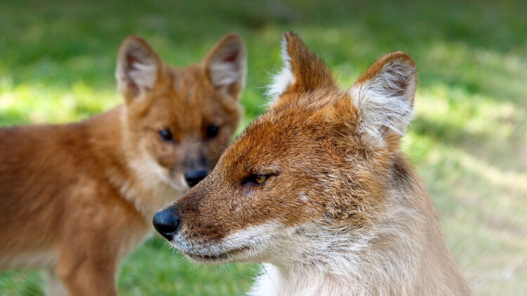 Chó sói đỏ là một giống sói có nguồn gốc từ Đông Á, Nam Á và Đông Nam Á