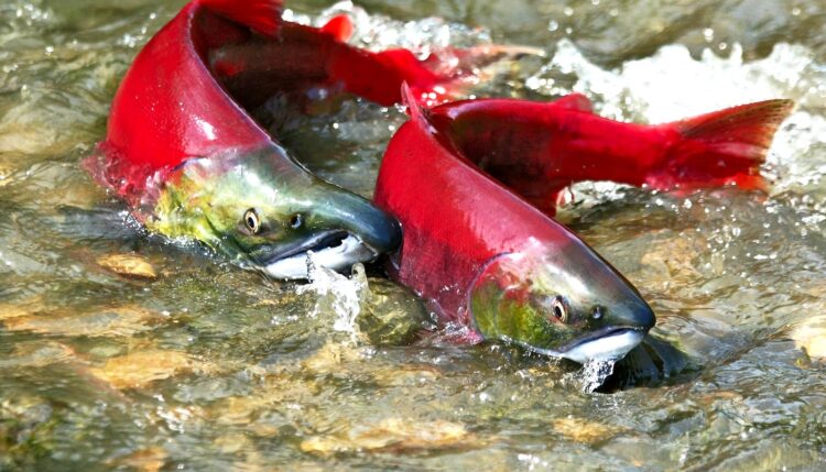 Cá hồi đỏ được coi là một trong số những loài có tập tính sống khá kỳ lạ