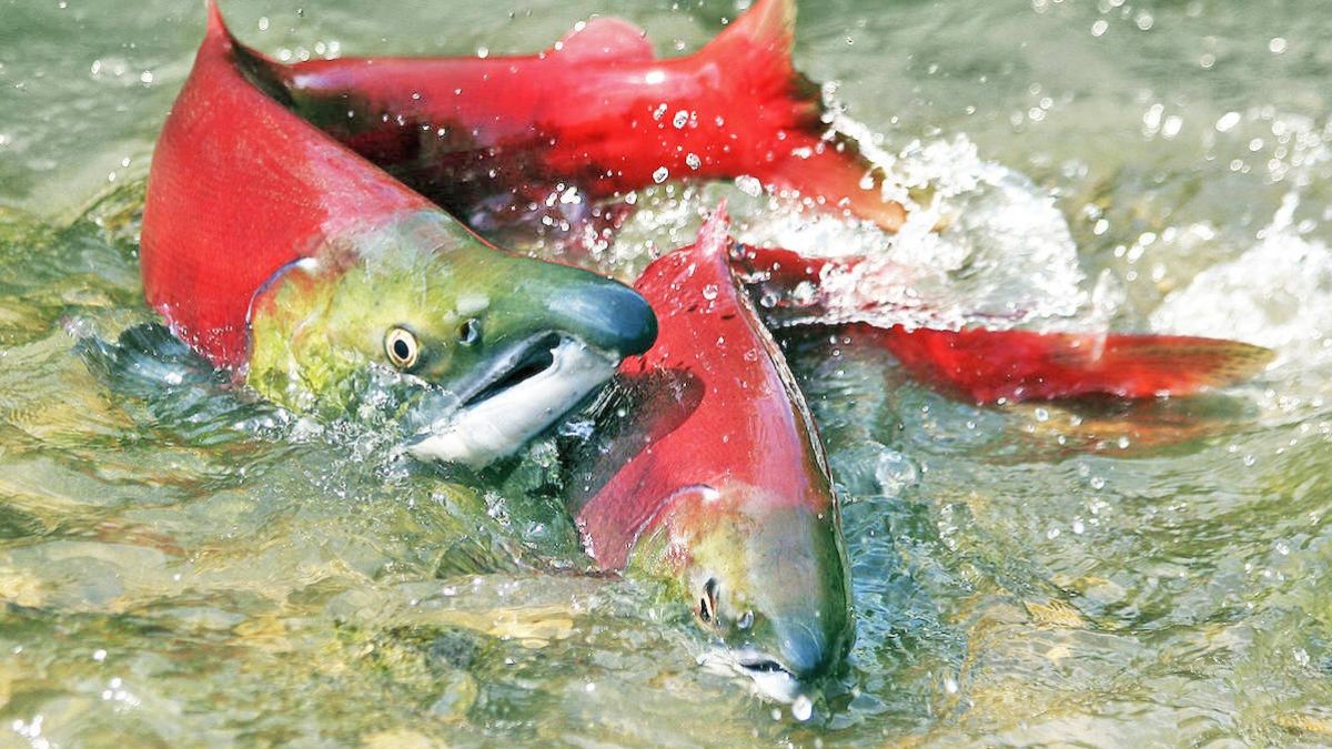 Cá hồi Đỏ được sinh ra trong môi trường nước ngọt