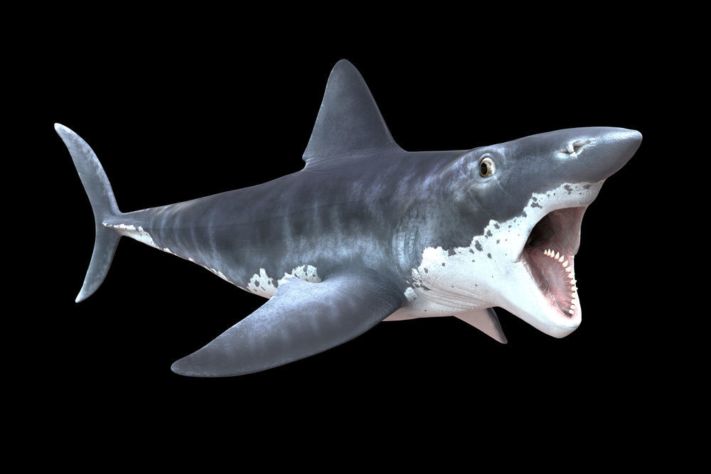 Cấu trúc răng của loài cá mập