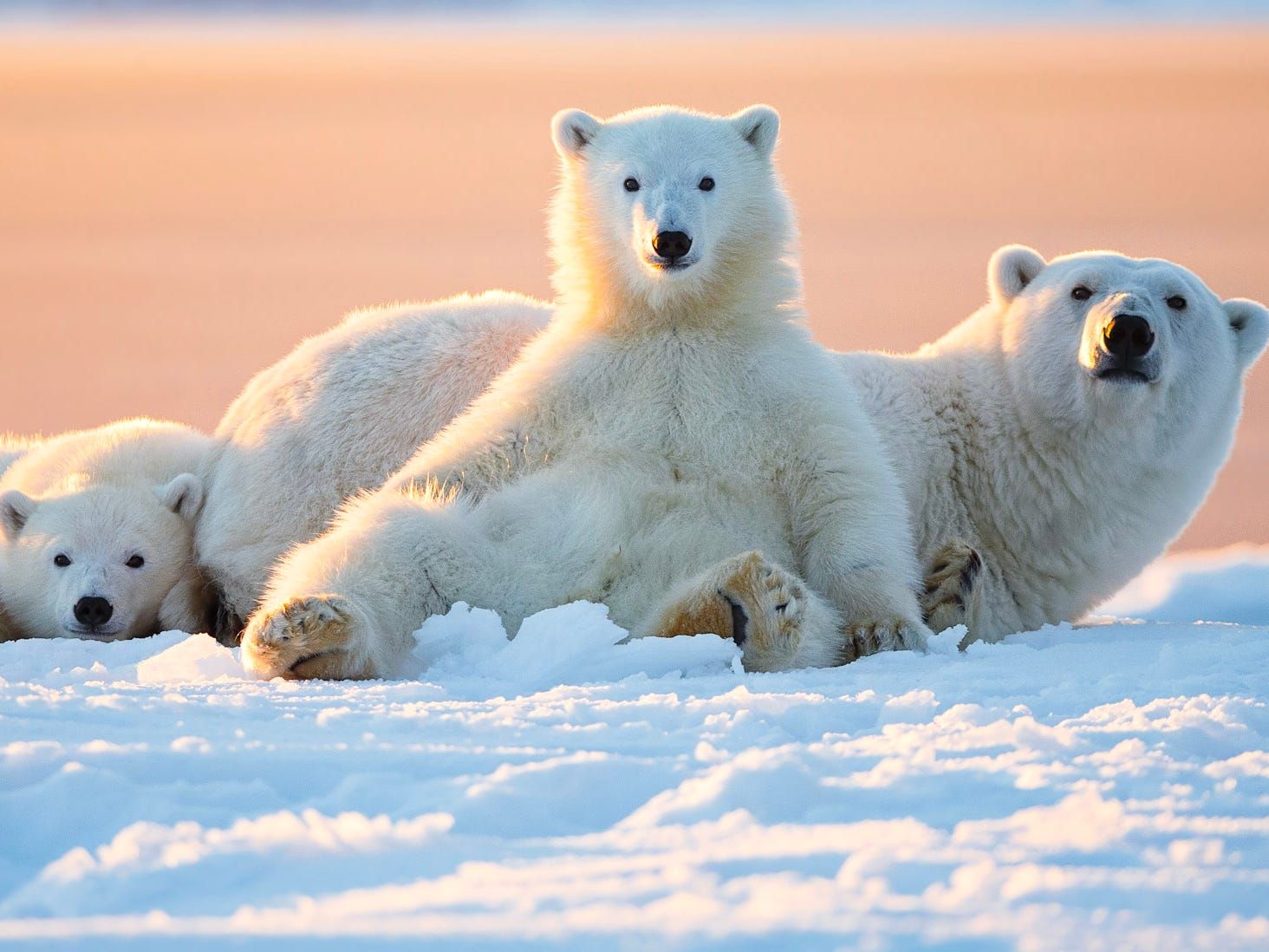 Gấu trắng Bắc Cực được nhận ra rất nhanh bởi màu lông trắng đặc trưng
