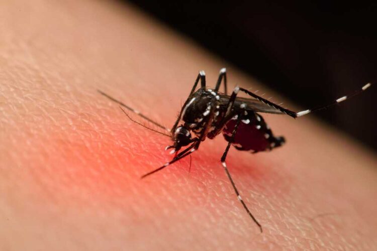 7 phương pháp đuổi muỗi hiệu quả, an toàn mà bạn nên học
