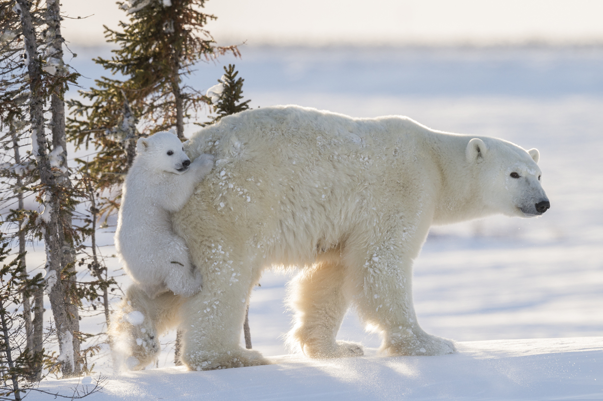 Khi đến Bắc Cực, bạn có thể bắt gặp những chú gấu trắng đi lang thang