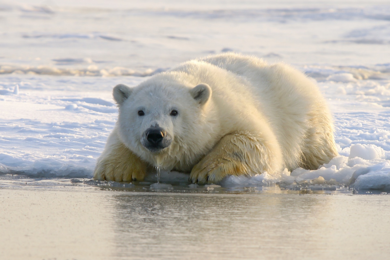Thức ăn của gấu trắng Bắc Cực là hải cẩu