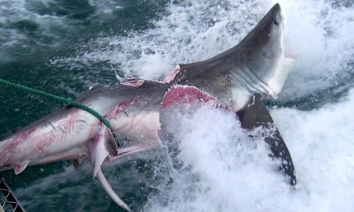 Cảnh tượng cá mập ăn thịt đồng loại xảy ra ngoài khơi Bahamas