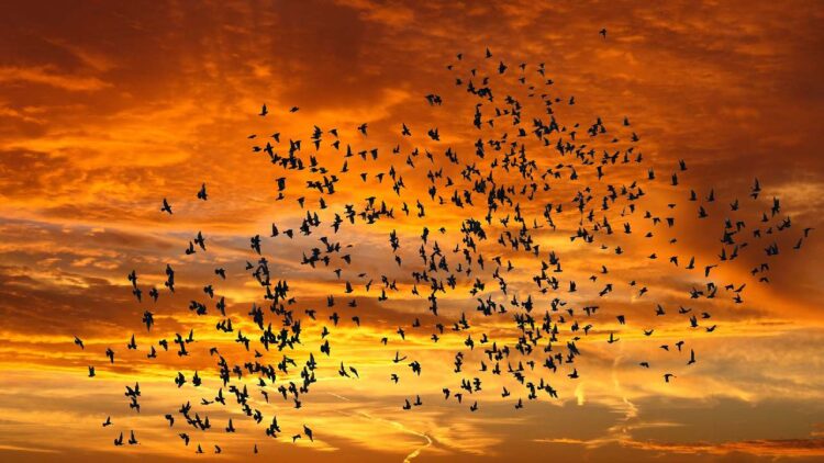 Chuyện lạ hàng nghìn con chim di cư đến làng Jatinga ở Assam để chết