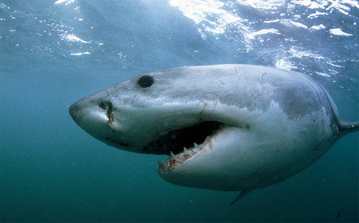 Tìm hiểu về loài cá mập trắng