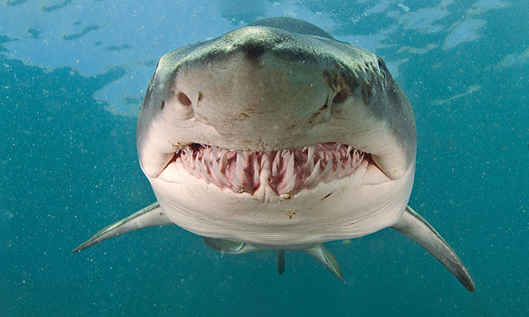 Phát hiện mới từ răng của loài cá mập