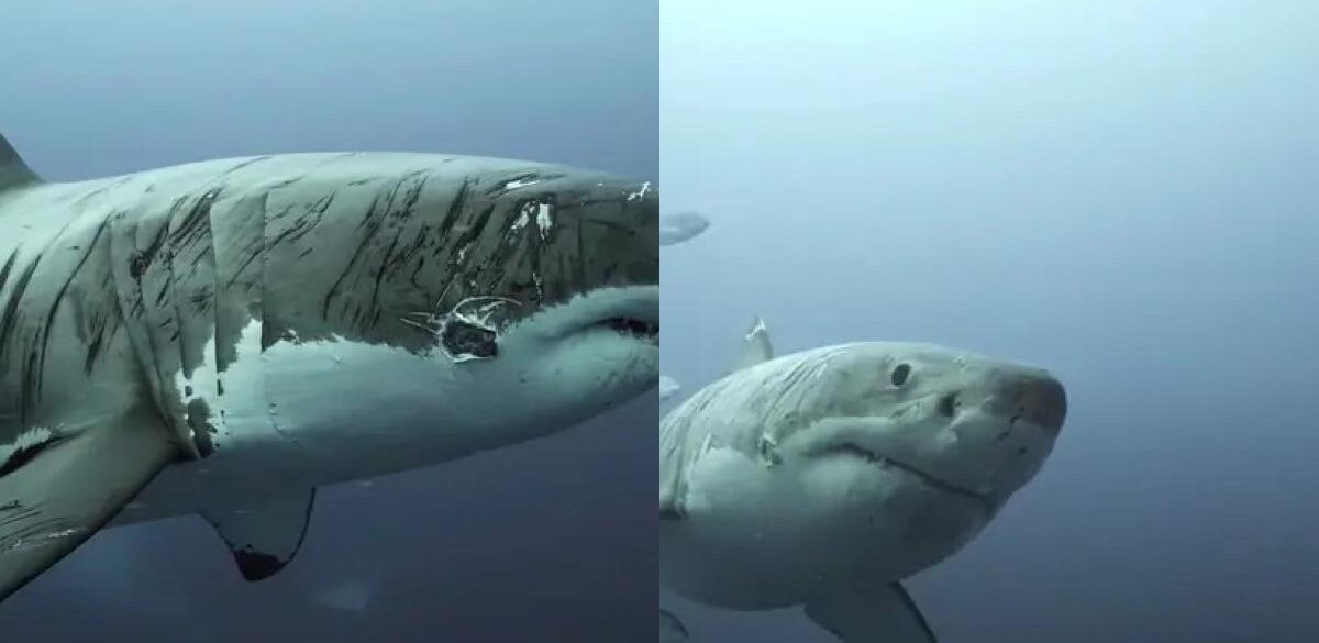 Cận cảnh chú cá mập trắng khổng lồ với hàng trăm vết sẹo