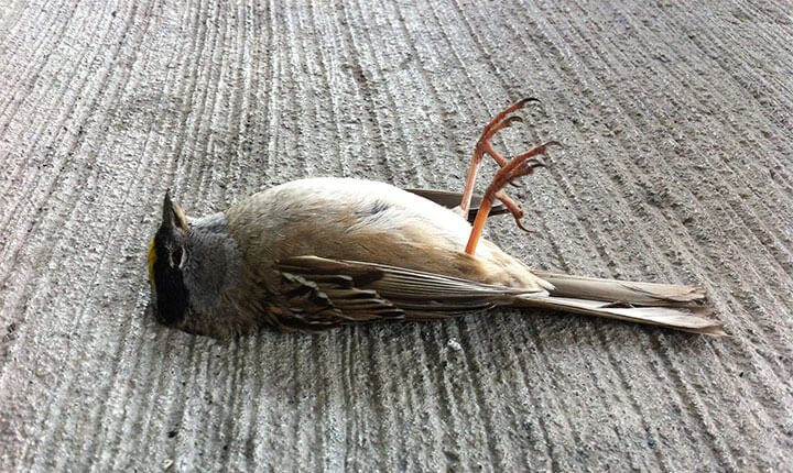 Xác của ít nhất 200 con chim sáo rơi la liệt xung quanh một bệnh viện ở thành phố Ferrol