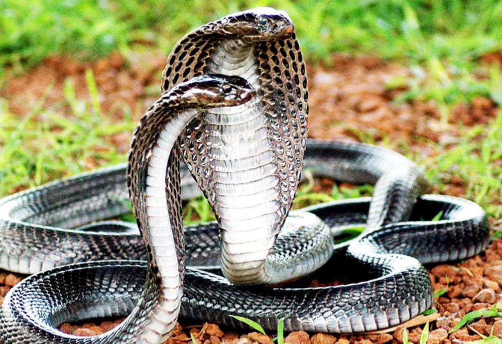 Loài rắn này tên là Ophiophagus hannah, Là loài rắn độc dài nhất thế giới