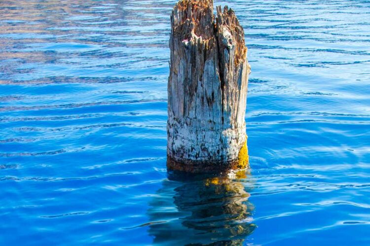 Chuyện bí ẩn về một cây gỗ nằm ở giữa hồ Crate hơn một trăm năm