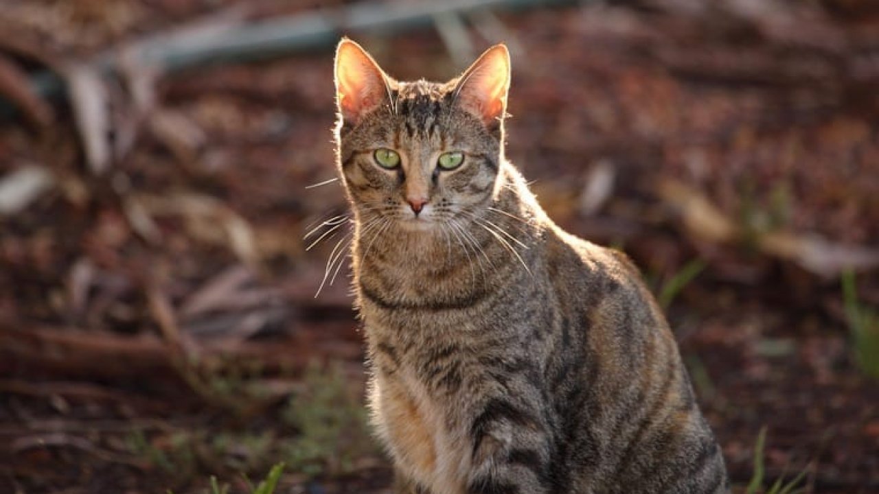 6 triệu con mèo hoang ở Australia có thể bị xóa sổ