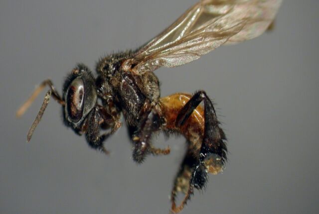 Trong số các vi khuẩn ruột của ong kền kền có Lactobacillus