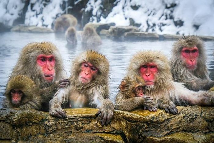 Loài khỉ tắm suối nước nóng duy nhất trên thế giới