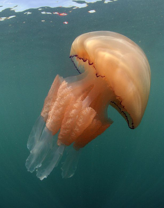 Tàu ngầm điều khiển từ xa giúp nhà nghiên cứu có cơ hội quan sát sứa ma bắt mồi