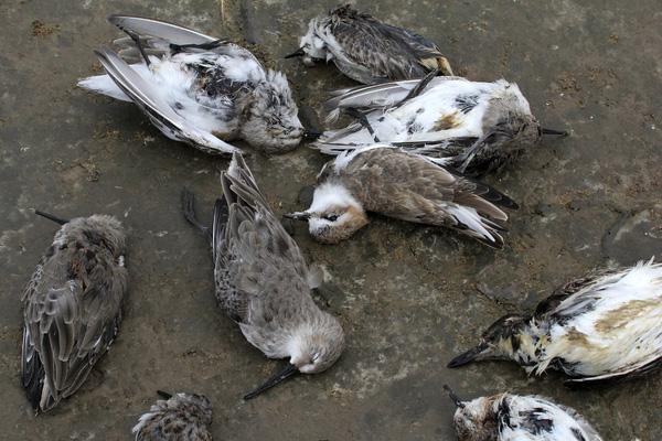 Chuyện lạ chim tự sát hàng loạt tại ngôi làng Jatinga