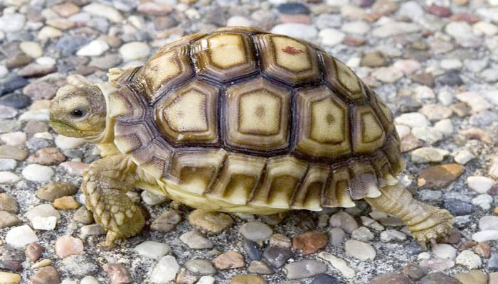 Cư dân Thổ Nhĩ Kì tình cờ tìm thấy một con rùa liền thân