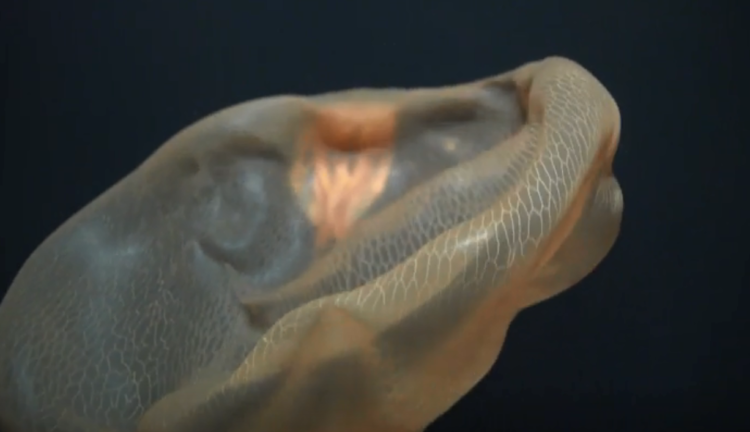 Nghiên cứu sứa ma khổng lồ săn mồi ở độ sâu gần 1.000 m