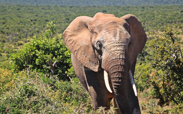 Loài voi đang đứng trước nguy cơ tuyệt chủng